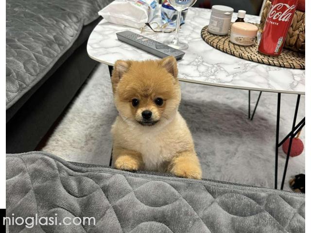 Dostupni prelepi štenci pomeranaca - 5/5