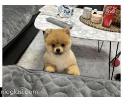 Dostupni prelepi štenci pomeranaca - Slika 5/5