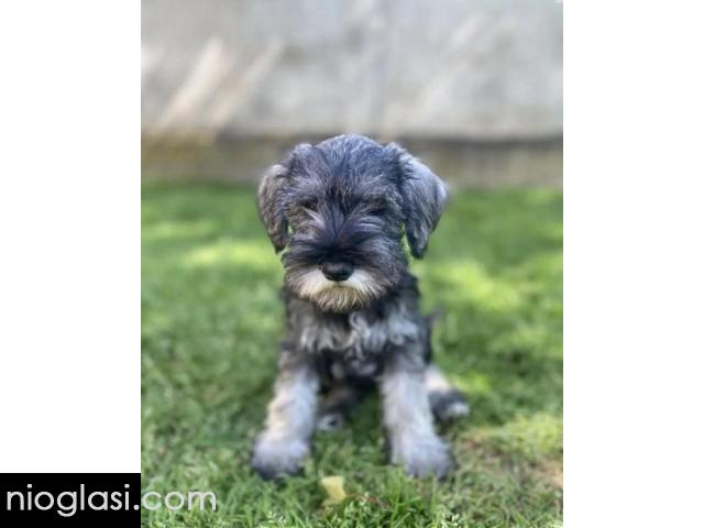 Patuljasti snauceri u ponudi - 1/1