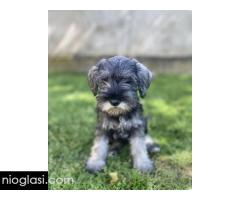 Patuljasti snauceri u ponudi Patuljasti snauceri u ponudi