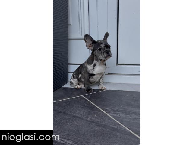 Zenka francuskog buldoga - 1/4