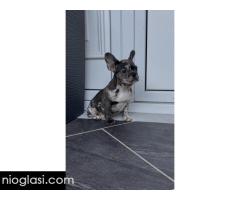 Zenka francuskog buldoga Zenka francuskog buldoga