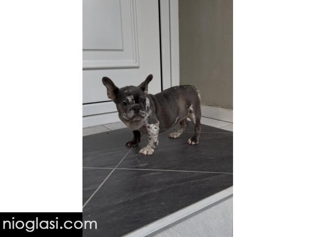 Zenka francuskog buldoga - 2/4