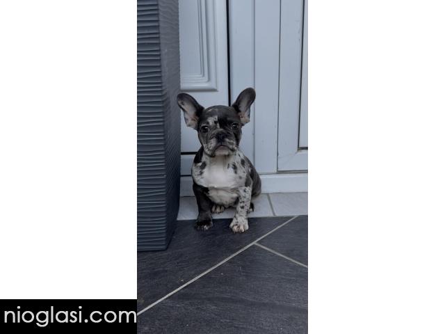 Zenka francuskog buldoga - 3/4