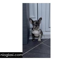 Zenka francuskog buldoga Zenka francuskog buldoga