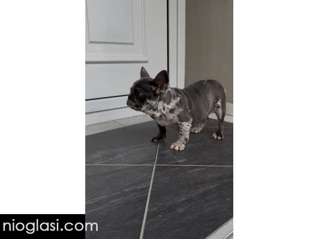 Zenka francuskog buldoga - 4/4