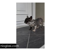 Zenka francuskog buldoga - Slika 4/4