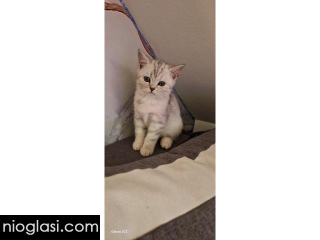 Britanske mace - 1/5