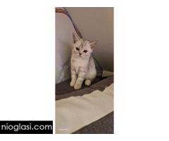 Britanske mace Britanske mace