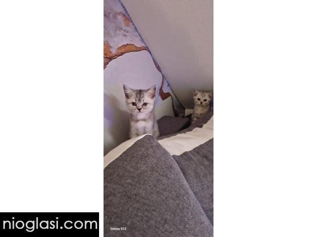 Britanske mace - 2/5