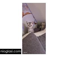 Britanske mace Britanske mace