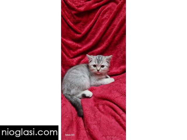 Britanske mace - 3/5