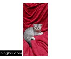 Britanske mace Britanske mace