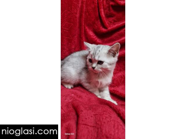 Britanske mace - 4/5