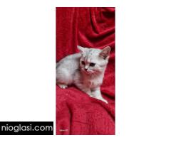 Britanske mace - Slika 4/5