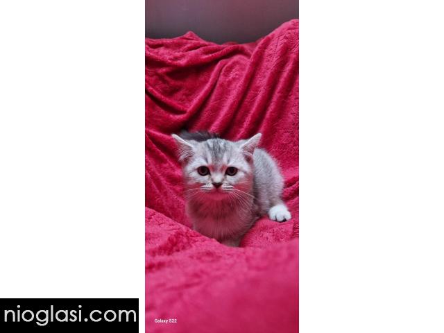 Britanske mace - 5/5