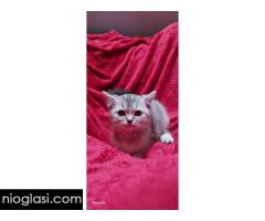 Britanske mace - Slika 5/5