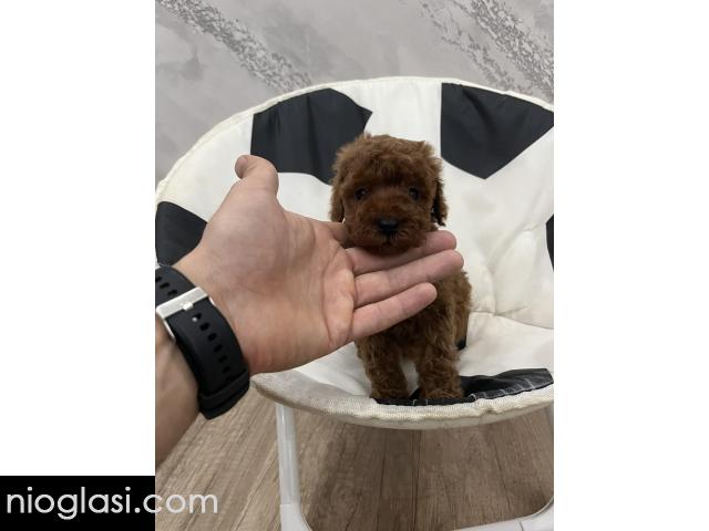 Toy pudle vrhunski kvalitet - 1/5