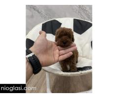 Toy pudle vrhunski kvalitet Toy pudle vrhunski kvalitet