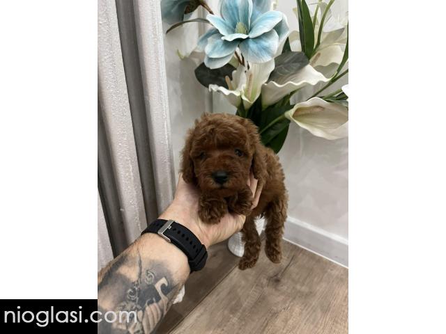 Toy pudle vrhunski kvalitet - 2/5