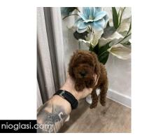 Toy pudle vrhunski kvalitet Toy pudle vrhunski kvalitet