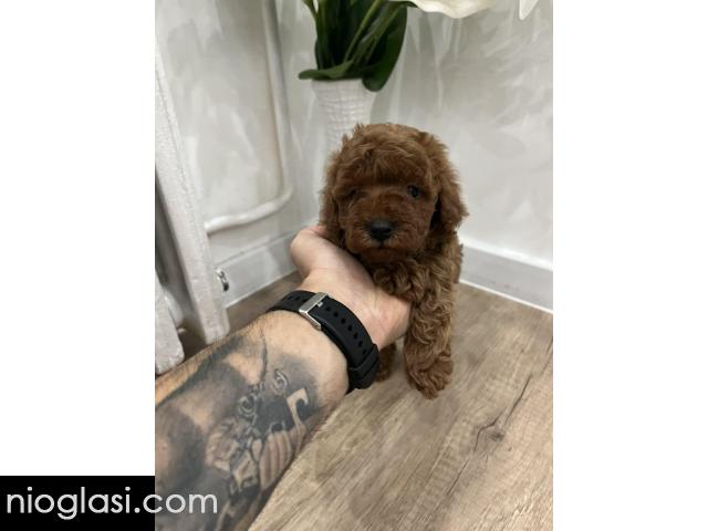 Toy pudle vrhunski kvalitet - 3/5