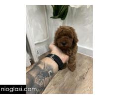 Toy pudle vrhunski kvalitet Toy pudle vrhunski kvalitet