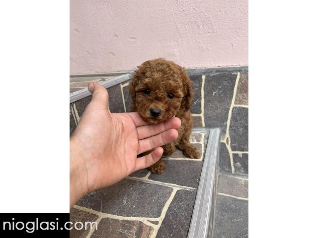 Toy pudle vrhunski kvalitet - 4/5