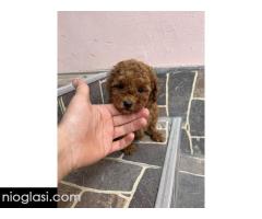 Toy pudle vrhunski kvalitet - Slika 4/5