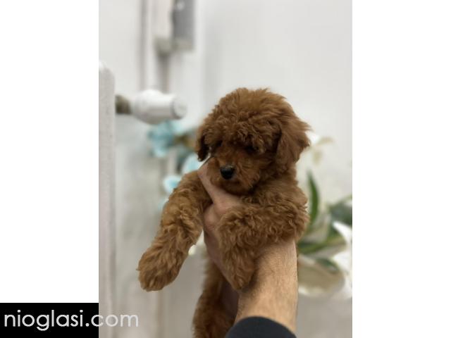 Toy pudle vrhunski kvalitet - 5/5