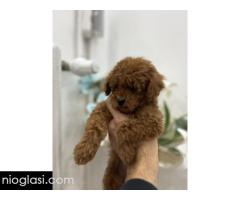 Toy pudle vrhunski kvalitet - Slika 5/5