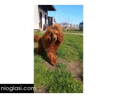 Toy pudle - Slika 4/5