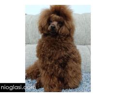 Toy pudle - Slika 5/5