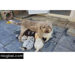 Štenci Lagoto Romanjole