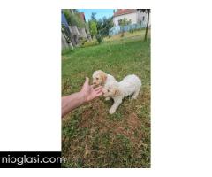 Štenci Lagoto Romanjole