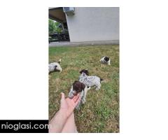 Štenci Lagoto Romanjole