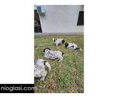 Štenci Lagoto Romanjole - Slika 4/5