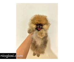 Dostupni prelepi štenci pomeranaca