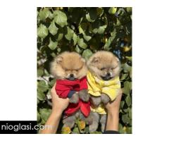 Dostupni prelepi štenci pomeranaca