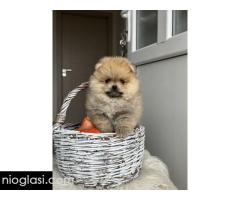 Dostupni prelepi štenci pomeranaca - Slika 5/5