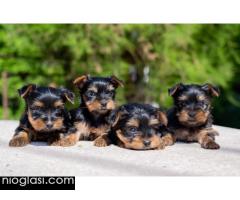 Jorksirski Terijer - Slika 4/5