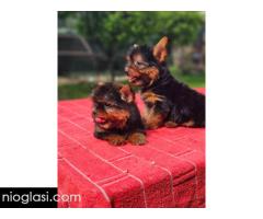 Jorksirski Terijer - Slika 5/5