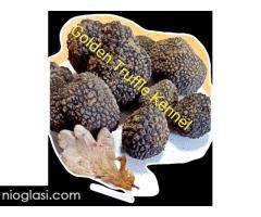 Psi za trazenje tartufa -Tartufari