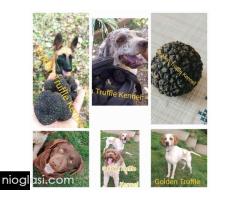 Psi za trazenje tartufa -Tartufari