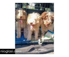 Psi za trazenje tartufa -Tartufari - Slika 4/5