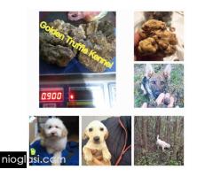 Psi za trazenje tartufa -Tartufari - Slika 5/5