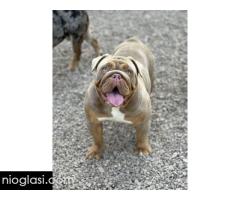 Engleski buldog - Slika 5/5