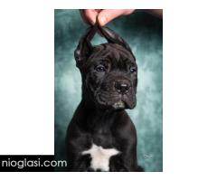 Cane Corso stenad