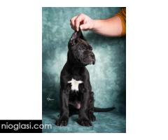 Cane Corso stenad