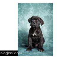 Cane Corso stenad